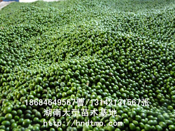 供应2013罗汉松种子，纯净无杂质