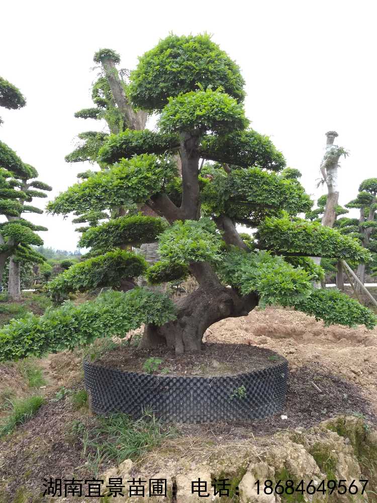 精品移栽造型榆树