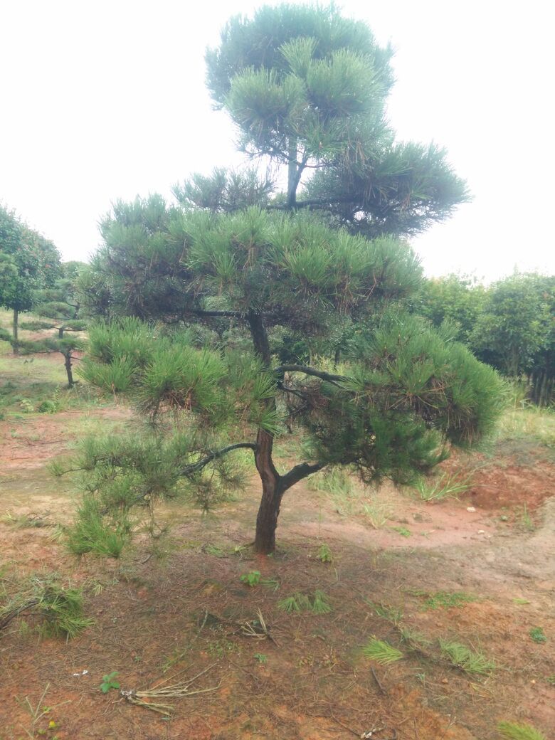 湖南宜景苗圃基地直销黑松苗,黑松小苗